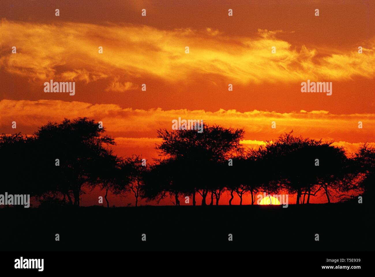 Sonnenuntergang an der von Bäumen gesäumten Landschaft, Gujarat, Indien, Asien Stockfoto