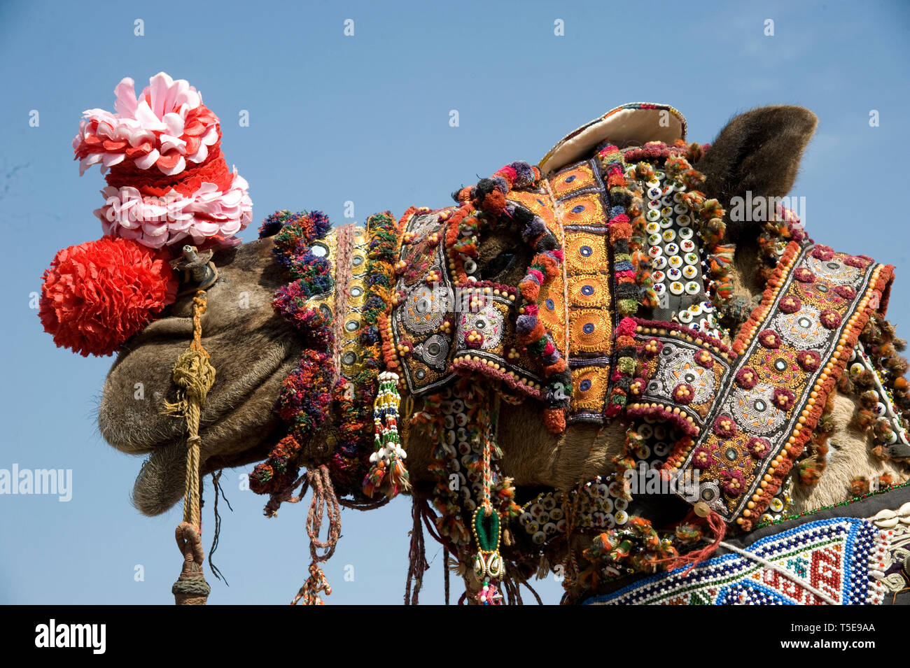 Dekoratives Kamel, Pushkar Fair, Rajasthan, Indien, Asien Stockfoto