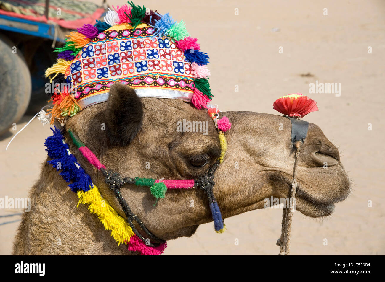 Dekoratives Kamel, Pushkar Mela, Rajasthan, Indien, Asien Stockfoto