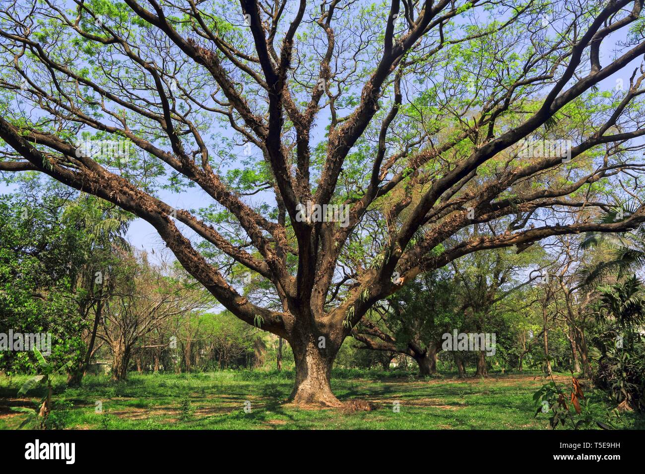 Baum, Acharya Jagadish Chandra Bose, Botanischer Garten, West Bengal, Indien, Asien Stockfoto