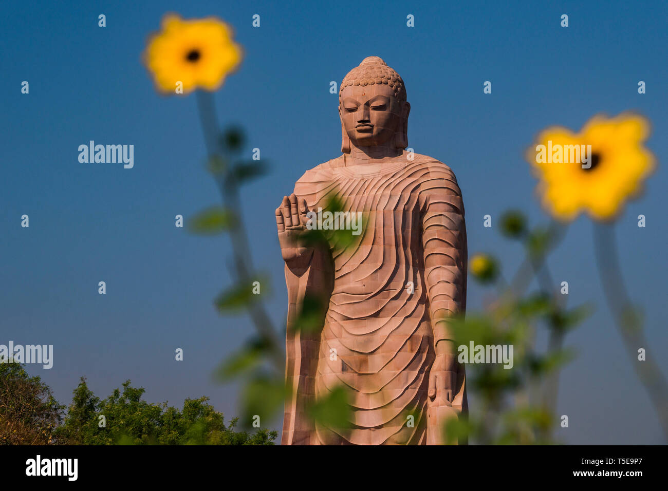 Statue von Buddha Sarnath, Uttar Pradesh, Indien, Asien Stockfoto