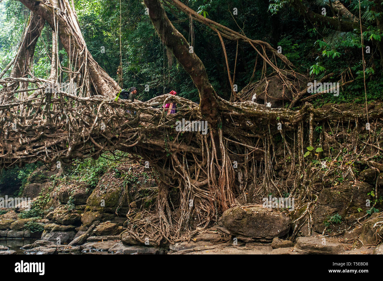 Lebende Wurzelbr cke Stockfotos Und bilder Kaufen Alamy