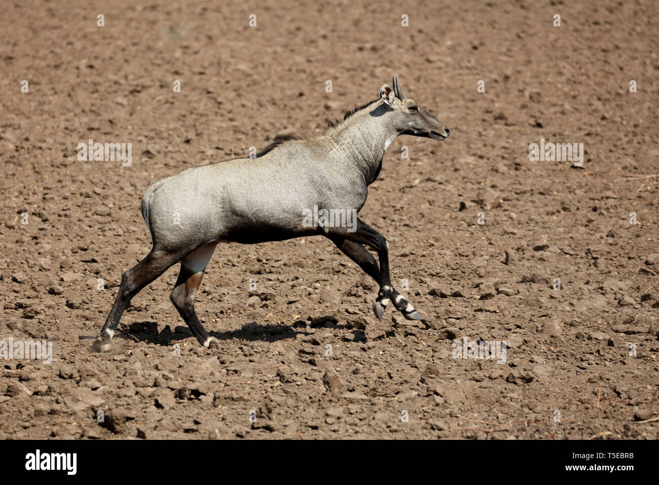 Blue Bull, velavadar, Gujarat, Indien, Asien Stockfoto Blue Bull, velavadar, Gujarat, Indien, Asien Stockfoto