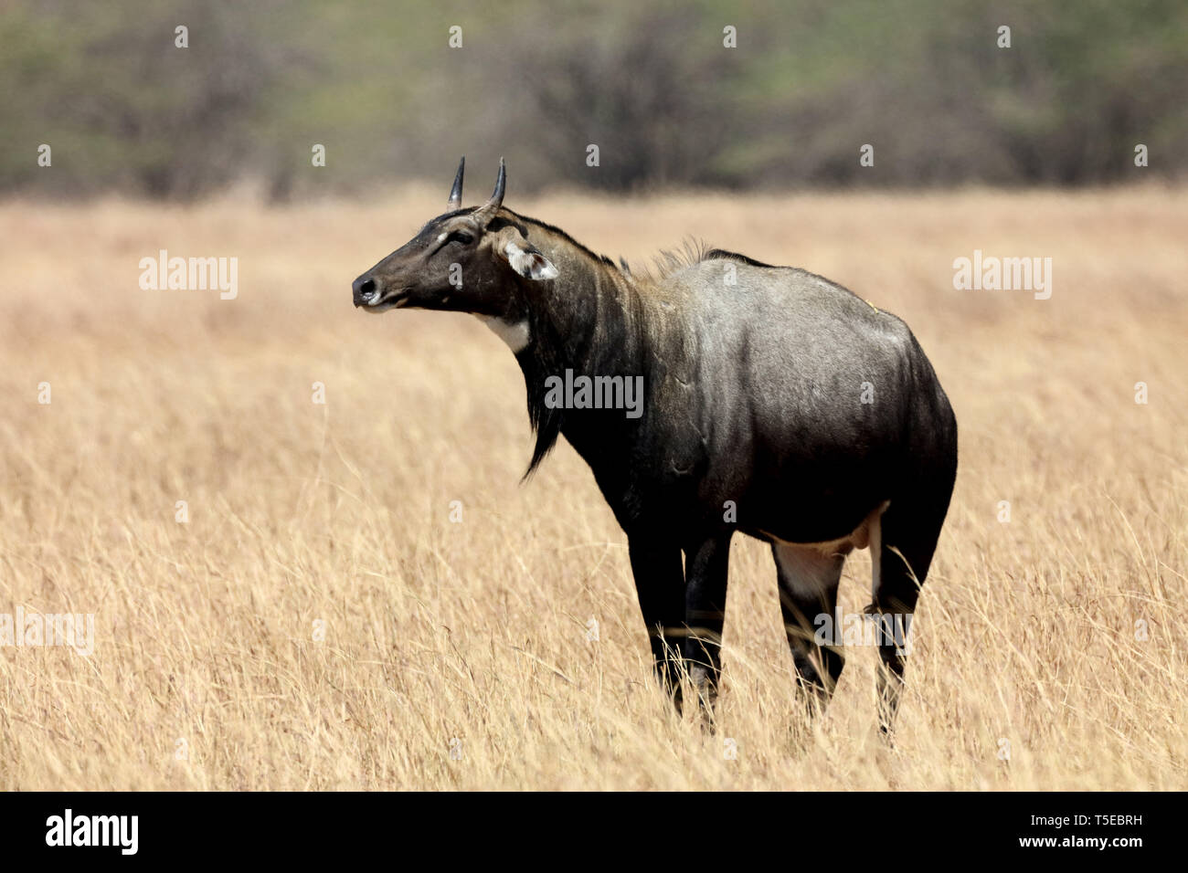 Blue Bull, velavadar, Gujarat, Indien, Asien Stockfoto Blue Bull, velavadar, Gujarat, Indien, Asien Stockfoto
