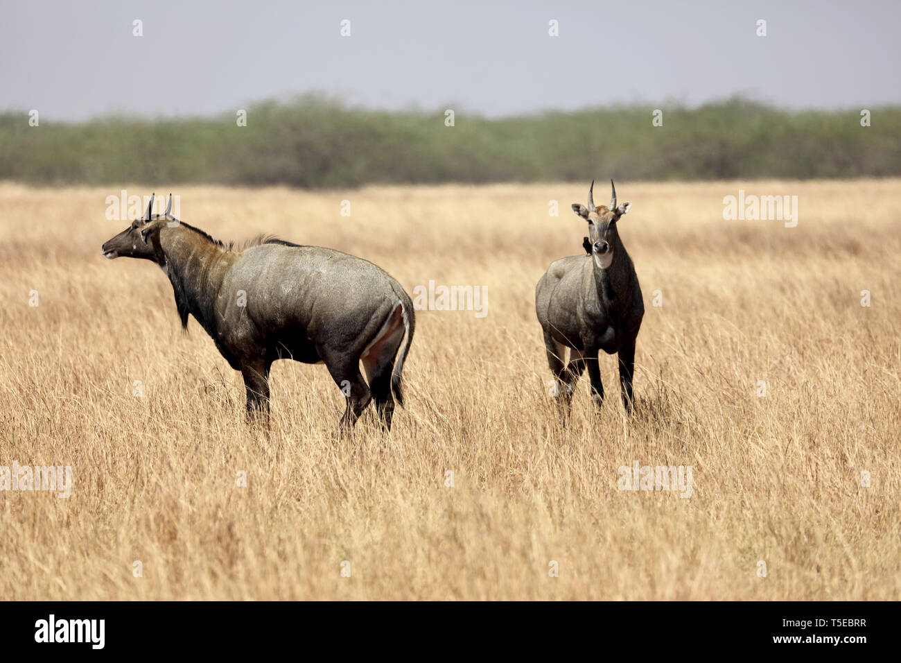 Blue Bull, velavadar, Gujarat, Indien, Asien Stockfoto Blue Bull, velavadar, Gujarat, Indien, Asien Stockfoto