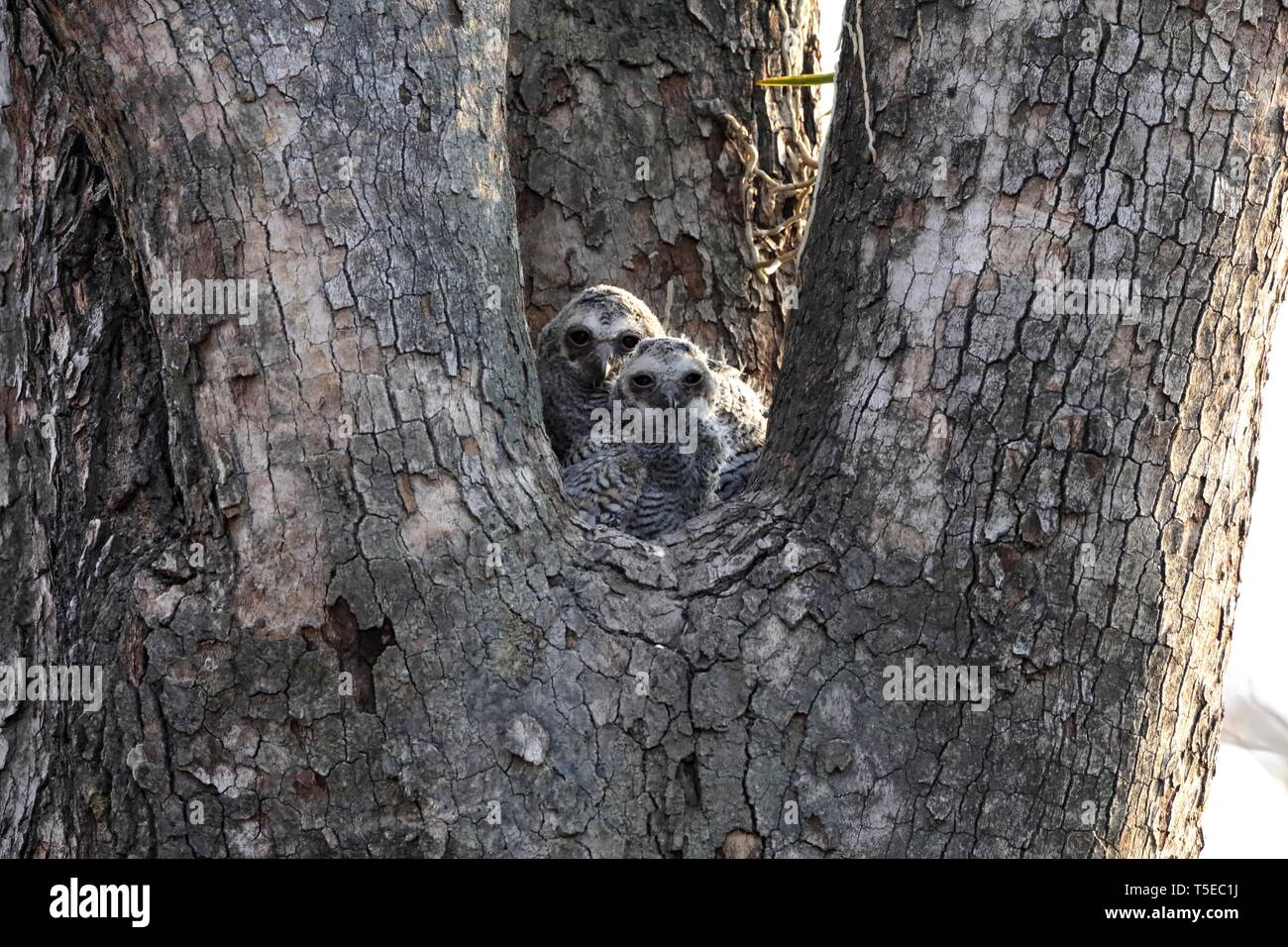 Eule sitzen auf einem Baum, Indien, Asien Stockfoto