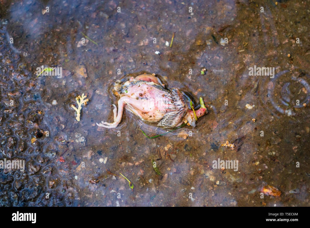Haussperling eingebettet von seinem Nest in eine Pfütze von Wasser  gefallen, auf Beton, in einem städtischen Park, nach einem regnerischen und  windigen Tag. Tot Englisch spar Stockfotografie - Alamy