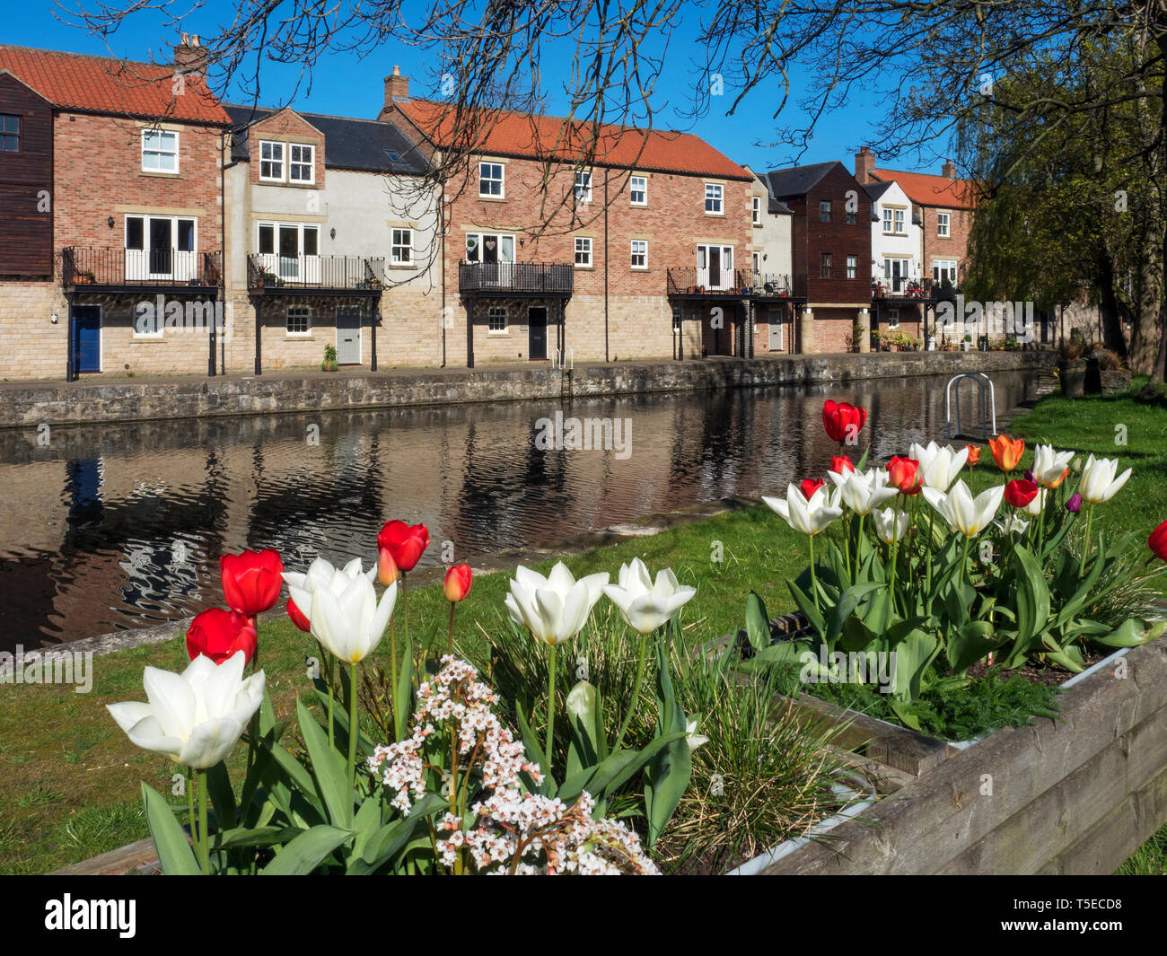 Ripon Kanal Becken im Frühjahr in der Stadt Ripon North Yorkshire England Stockfoto