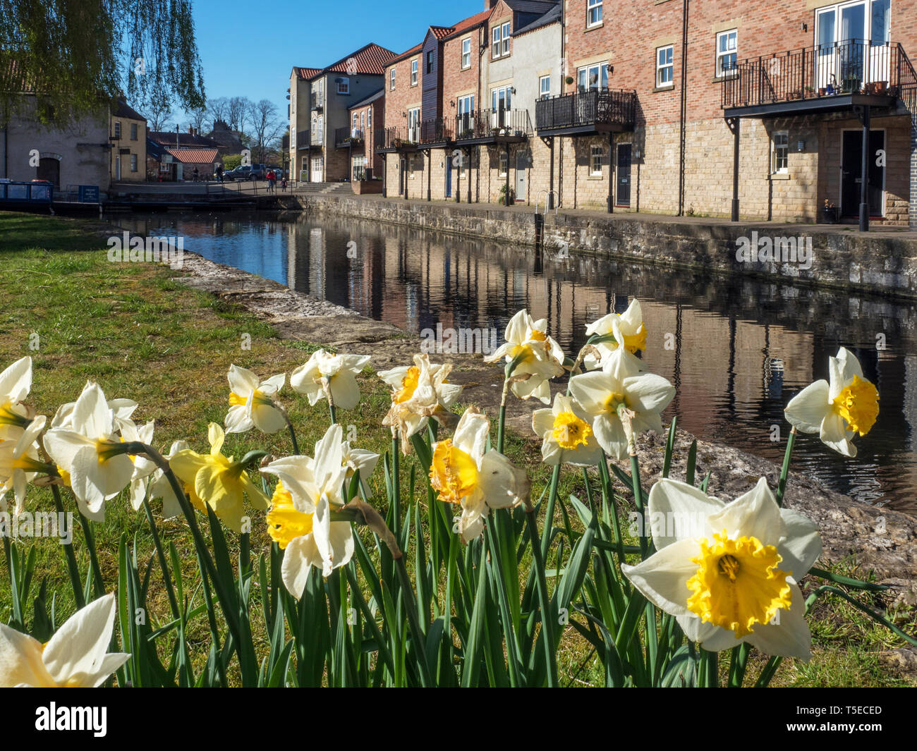 Ripon Kanal Becken im Frühjahr in der Stadt Ripon North Yorkshire England Stockfoto
