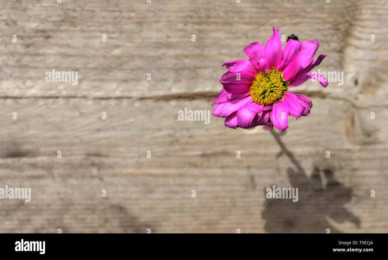 Rosa Gerbera, Asteraceae, tote Blumen, Marienkäfer, Marienkäfer Stockfoto