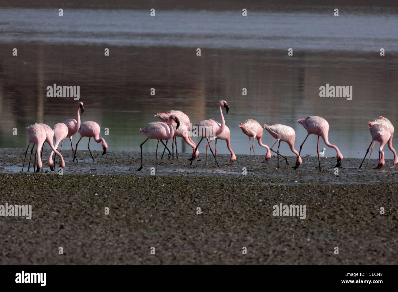 Lesser Flamingo, TAPI-Fluss, Surat, Gujarat, Indien, Asien Stockfoto