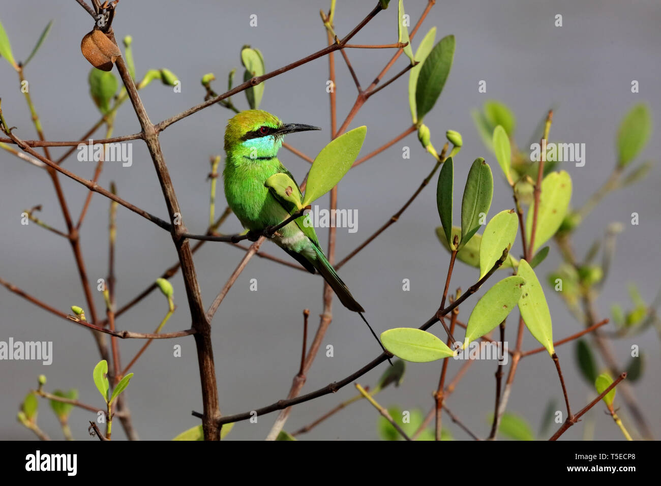 Little Green Bee-eater, TAPI-Fluss, Surat, Gujarat, Indien, Asien Stockfoto