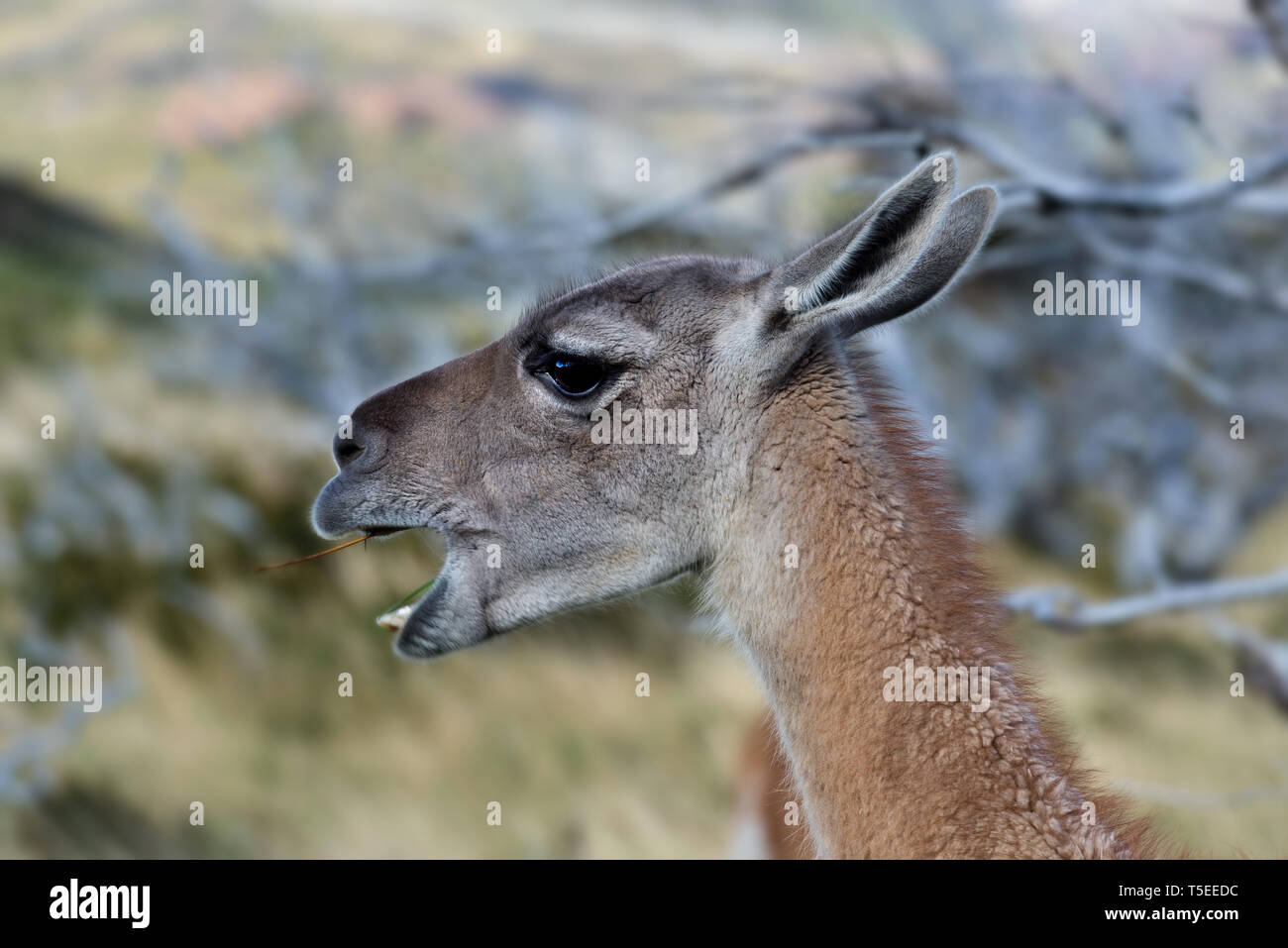 Guanako (Lama Guanicoe), Torres del Paine NP, Chile Stockfoto