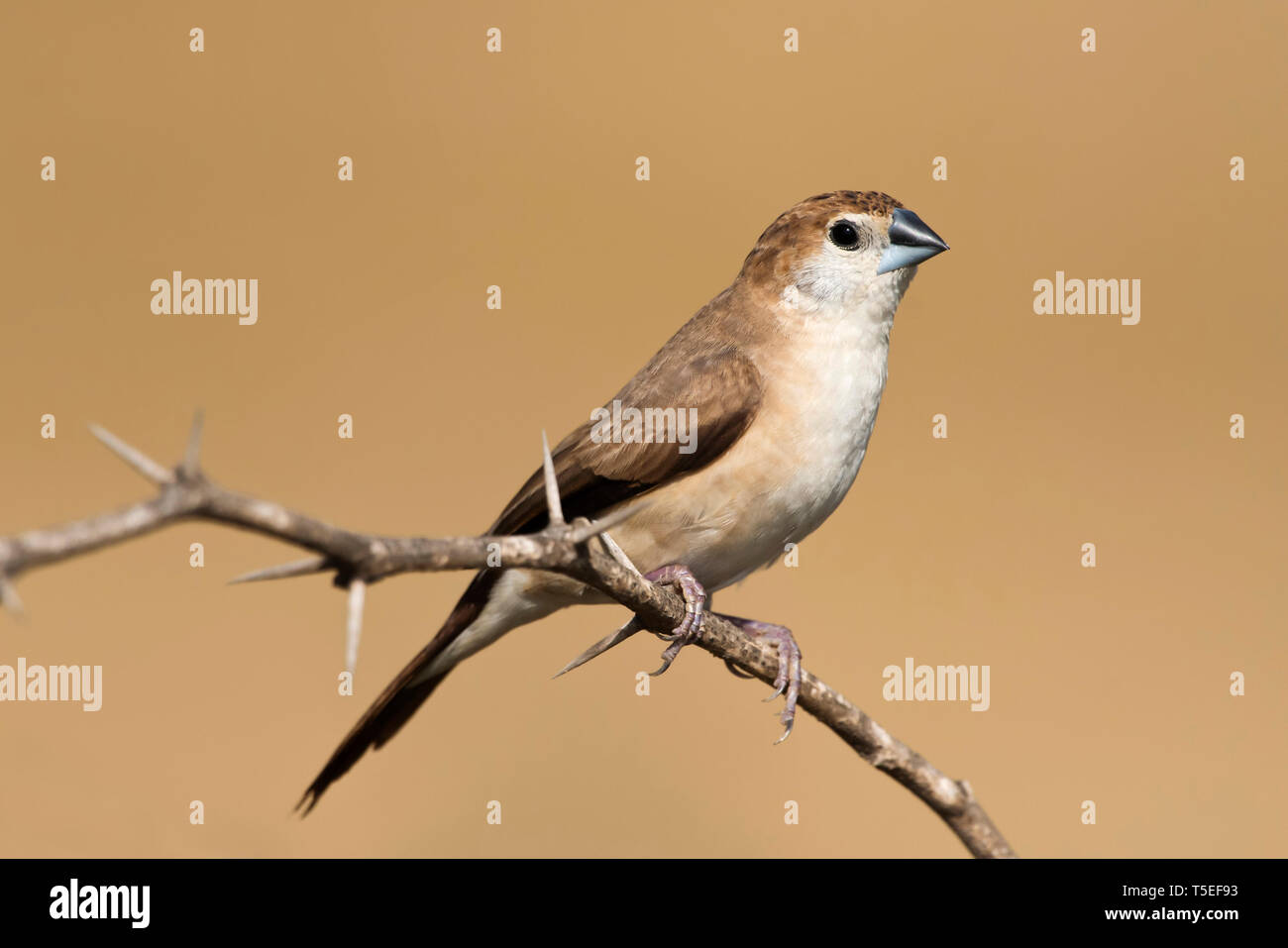 Indische silverbill oder White-throated Munia, Euodice malabarica, größere Rann von Kutch, Gujarat, Indien. Stockfoto
