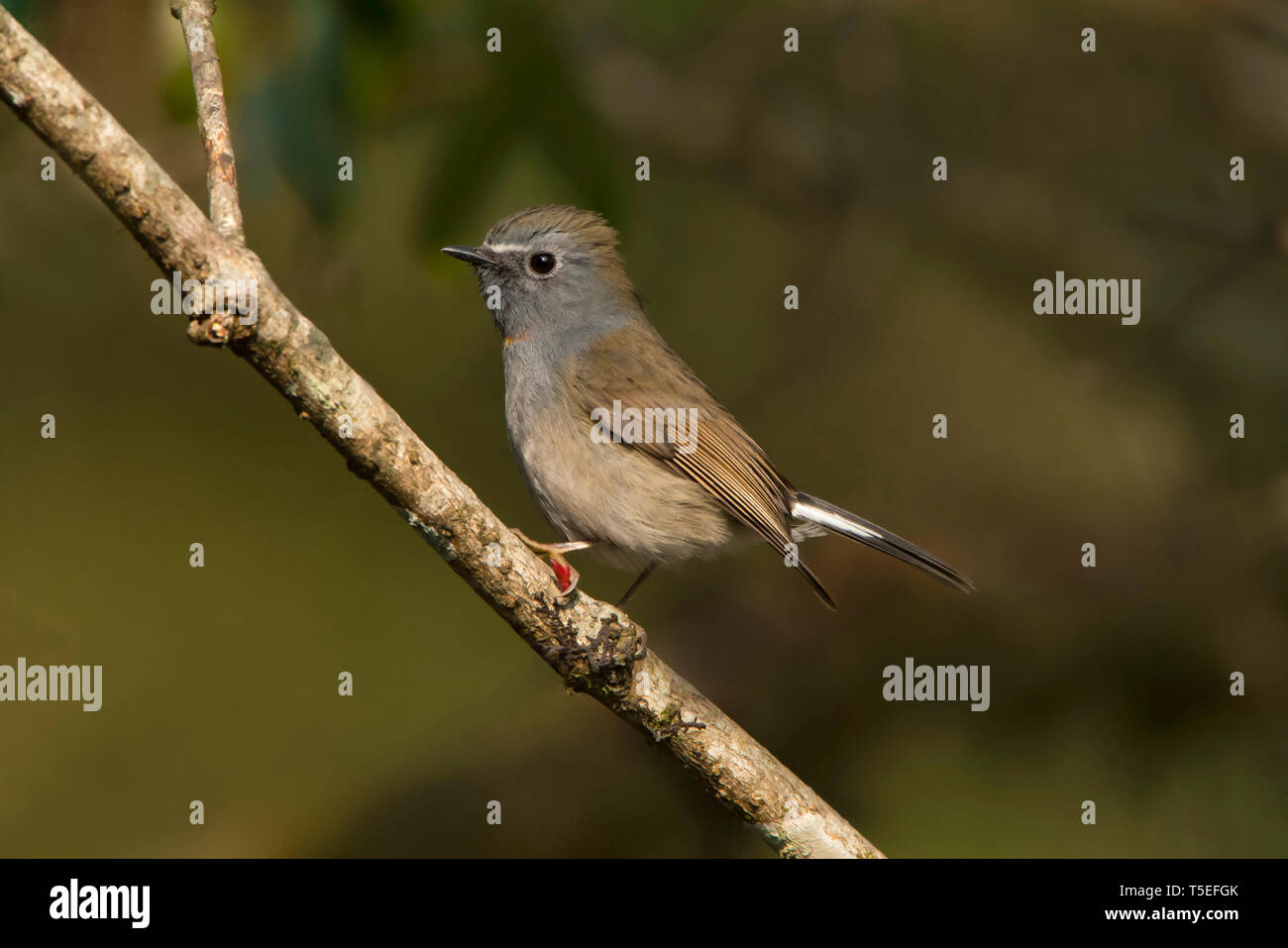 Rufous-gorgeted Fliegenfänger, Ficedula strophiata, singalila Nationalpark, Darjeeling, West Bengal, Indien. Stockfoto