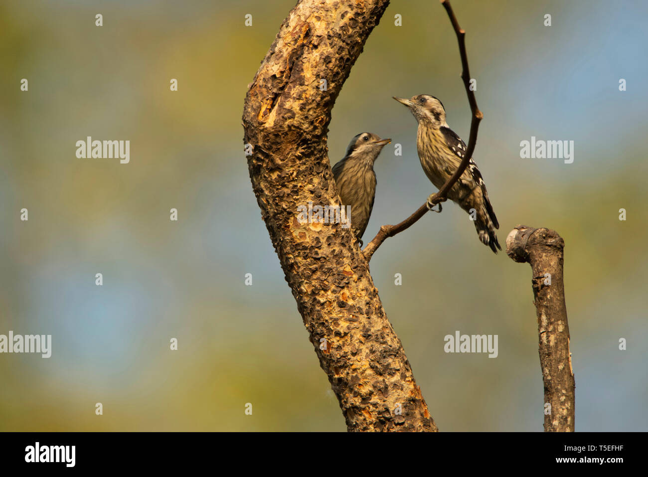 Grau, schneebedeckten pygmy Specht, Yungipicus canicapillus, Mahananda Wildlife Sanctuary, Östlichen Himalaya, Indien. Stockfoto