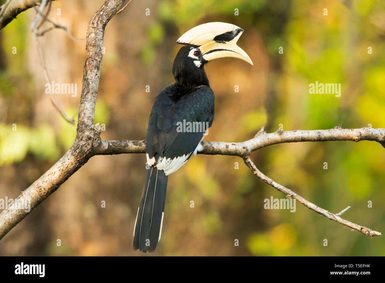 Orientalische pied Hornbill, Anthracoceros albirostris, Mahananda Wildlife Sanctuary, Östlichen Himalaya, Indien. Stockfoto