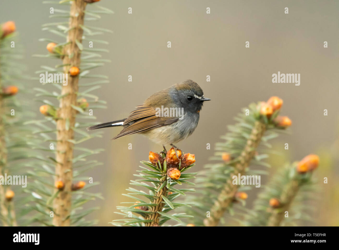 Rufous-gorgeted Fliegenfänger, Ficedula strophiata, singalila Nationalpark, Darjeeling, West Bengal, Indien. Stockfoto