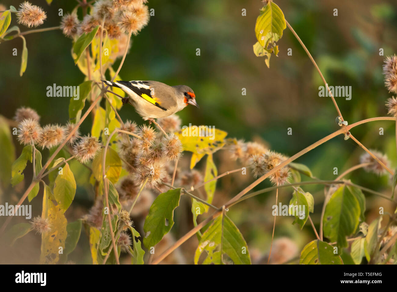 Eurasian goldfinch, Carduelis carduelis, Sattal, Uttarakhand, Indien. Stockfoto