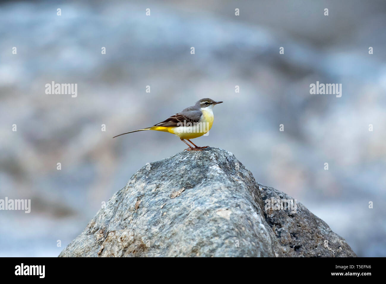 Gebirgsstelze, Motacilla cinerea, Sattal, Uttarakhand, Indien. Stockfoto