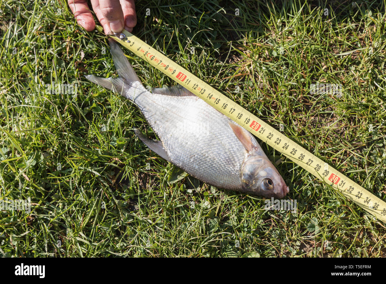 Messung Fisch - Karpfen auf Gras. Karpfen im Netz. Stockfoto