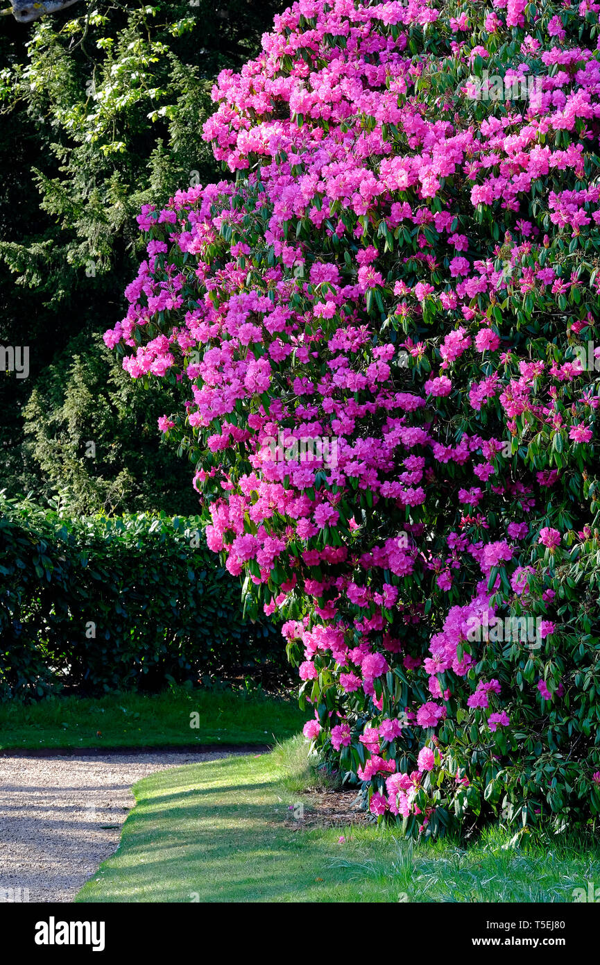 Rosa rhododendron Pflanzen im Garten, Norfolk, England Stockfotografie -  Alamy