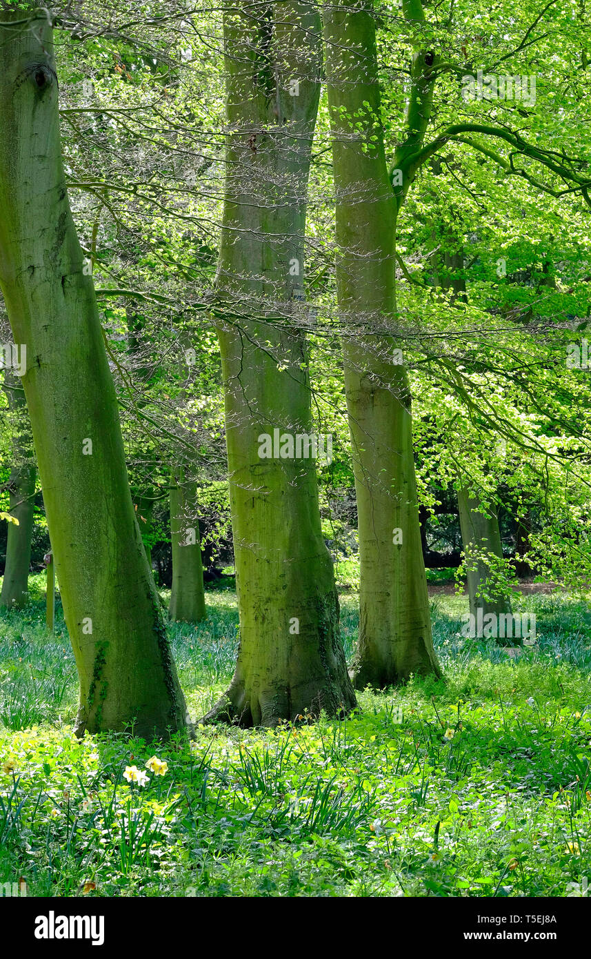 Ulmen mit hellen grünen Frühling Blätter, Norfolk, England Stockfoto