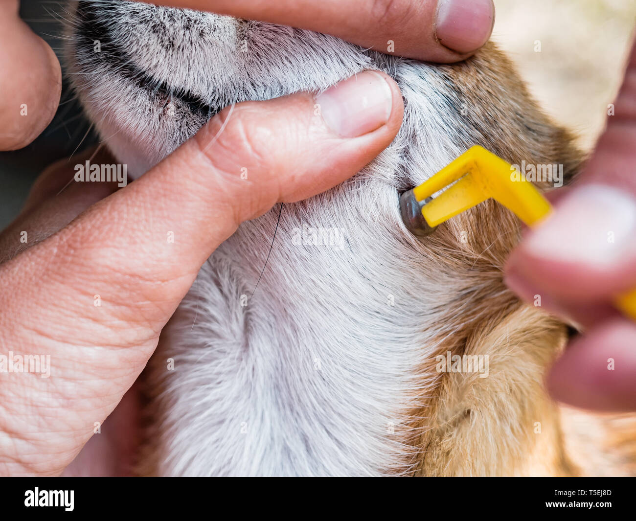 Der Eigentümer kümmert sich um den Hund chihuahua Hunderasse und aktivieren Sie die Bit in die Haut Milbe entfernen. Milbe saugt Blut bei Hunden. Entfernen von milbe aus der Hund Körper Stockfoto