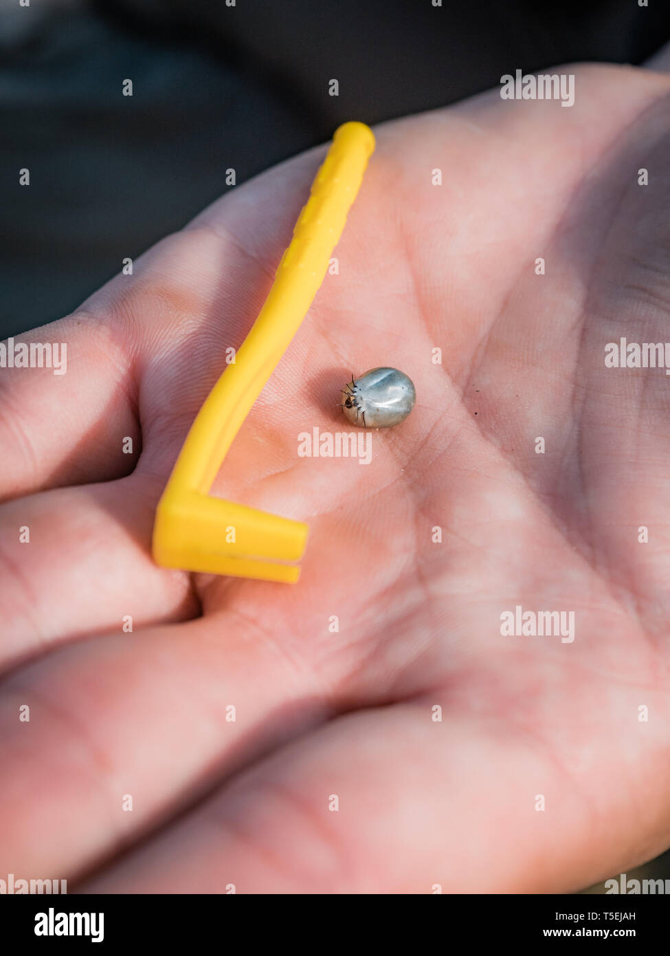 Die Zecke verstopften mit Blut bewegt und tick Removal Tool an der Hand, geschwollene Tick rührt in der handfläche von einem Mann vom Hund entfernt Stockfoto