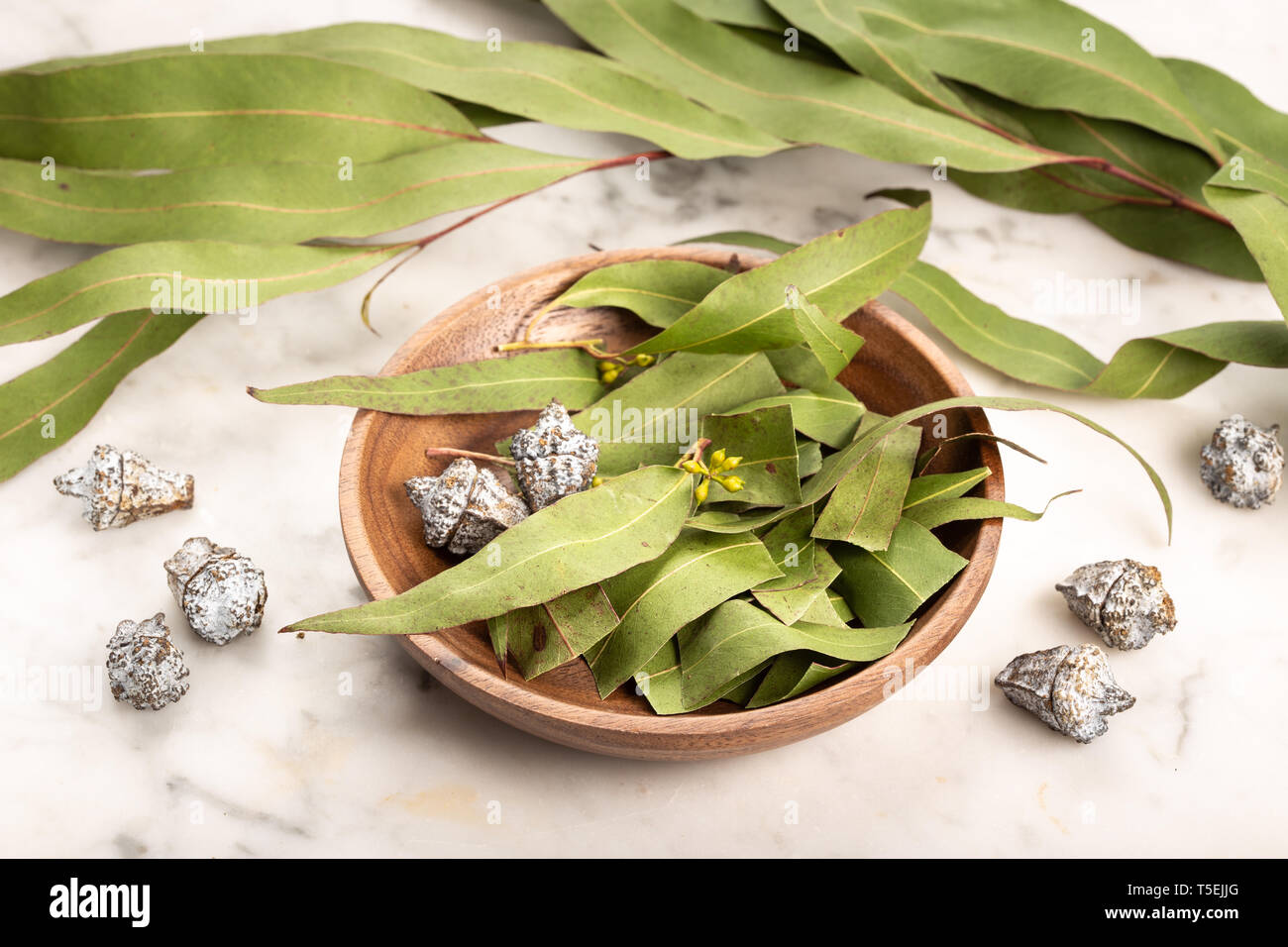 Trockene Eukalyptusblättern. Kräuterkunde, natürliche Heilmittel Stockfoto
