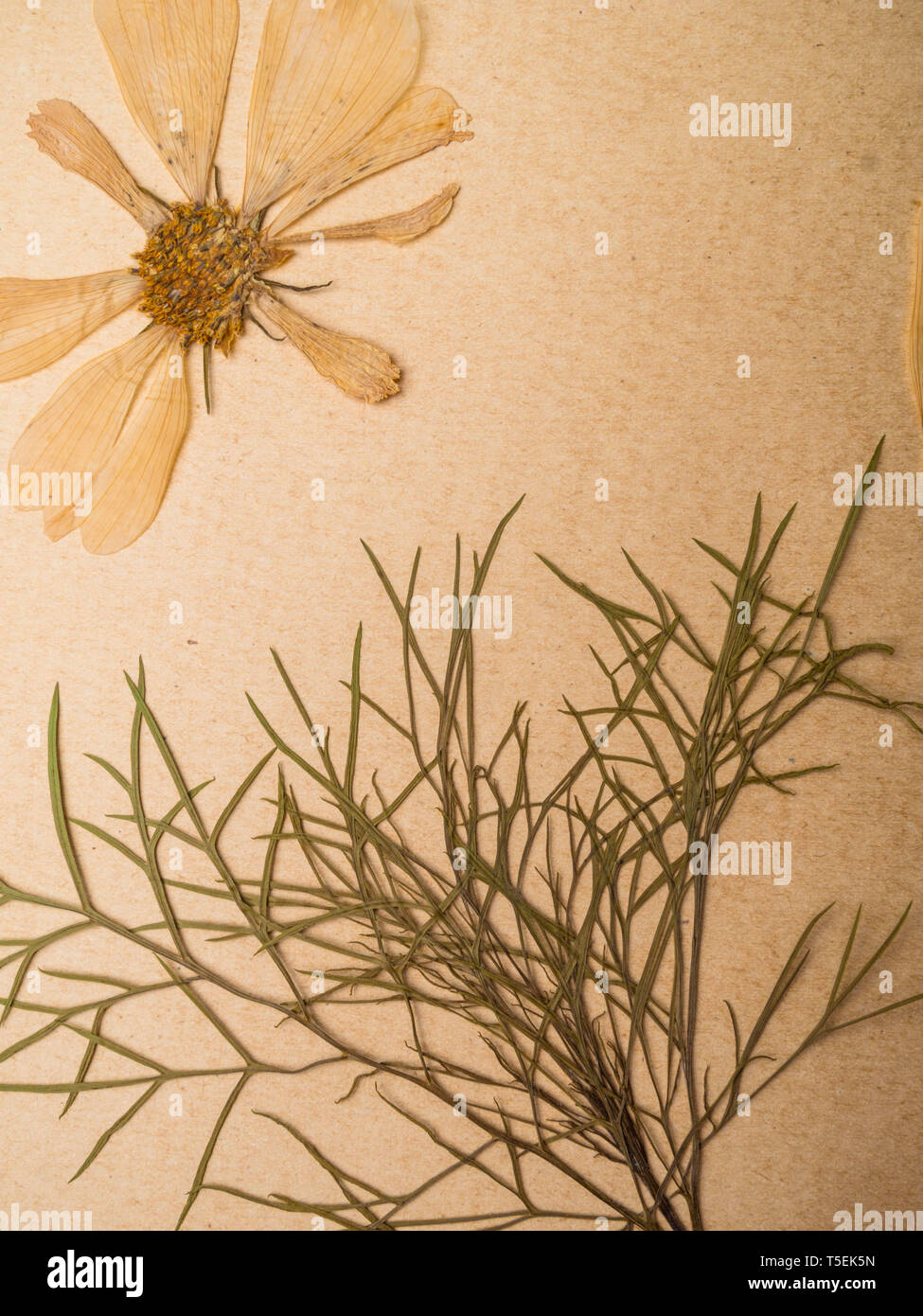 Schöne getrocknete Blumen in Notebook auf alten Hintergrund Stockfoto