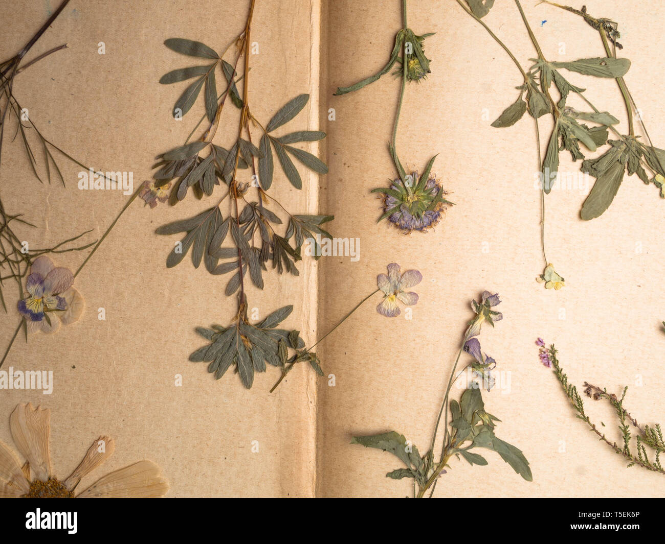 Schöne getrocknete Blumen in Notebook auf altem Papier Hintergrund Stockfoto