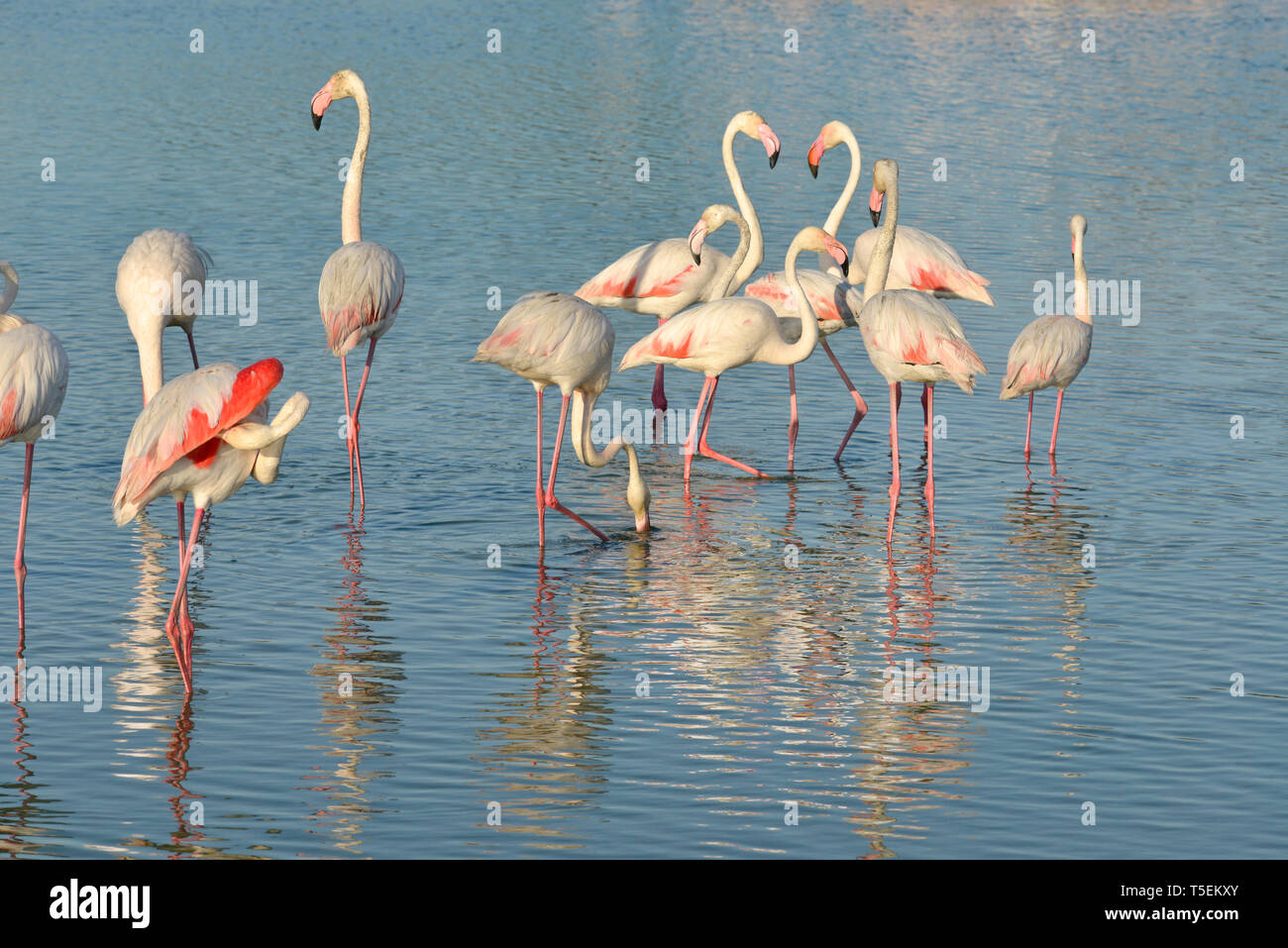 Gruppe von Flamingos (Phoenicopterus ruber) im Wasser, in der Camargue ist ein natürlicher Region südlich von Arles, Frankreich Stockfoto