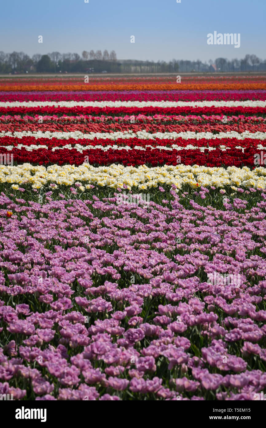 Tulip blüht im Emmeloord Bereich der Niederlande, nördlich von Amsterdam Stockfoto