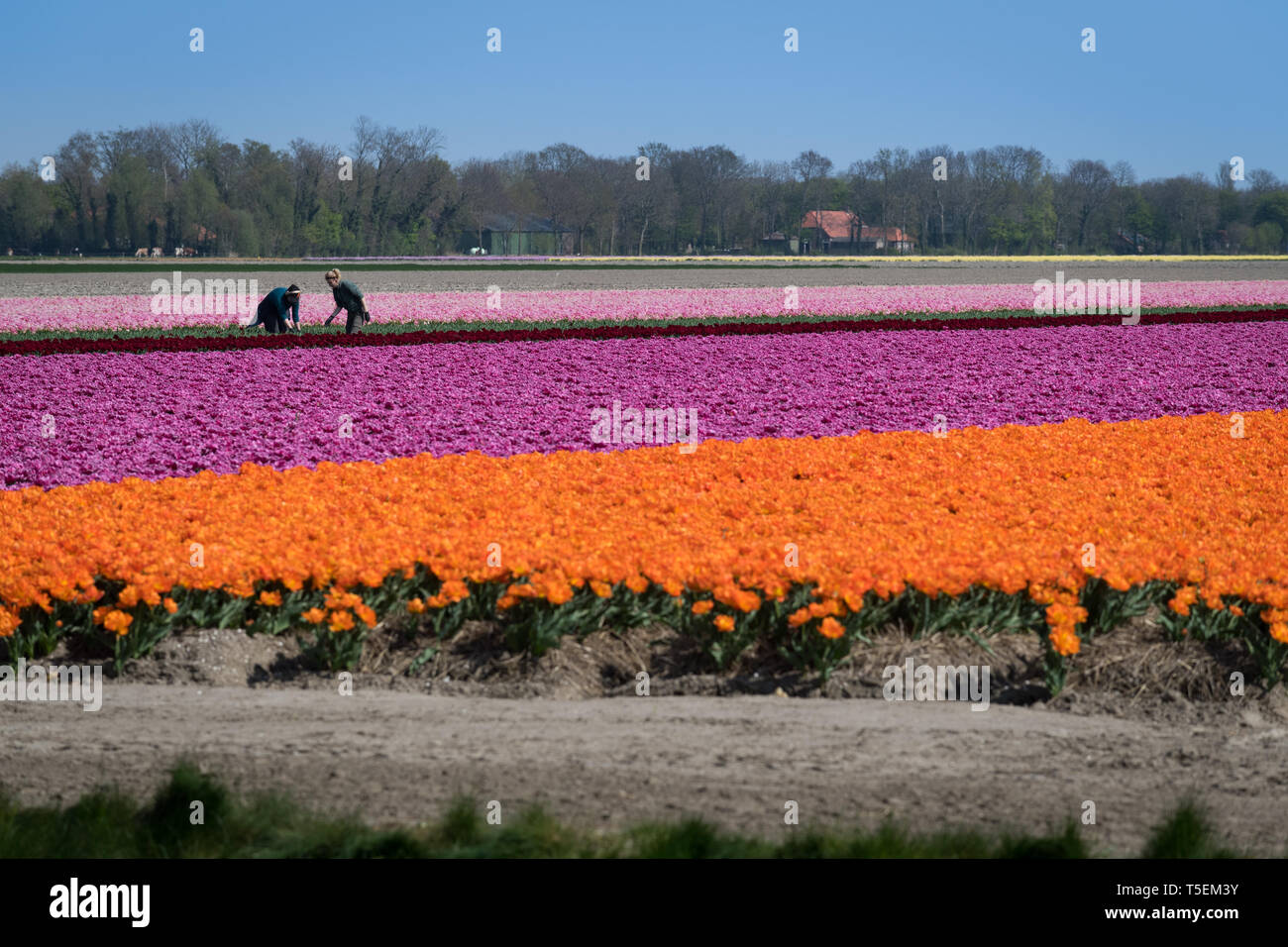 Emmeloord Niederlande April 2019 Tulpen Bluhen Im Polder Felder Stockfotografie Alamy