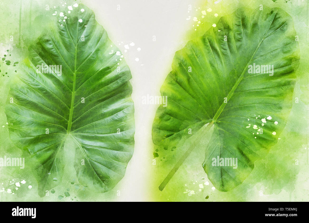 Arbor Day Konzept Digital verbesserte Bild von zwei großen alocasia Blätter der Pflanze. Eine tropische Zimmerpflanze Stockfoto