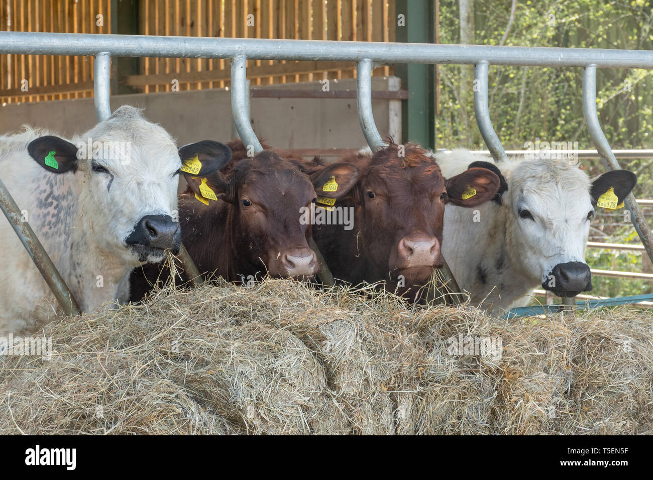 Vier Kühe in einer Linie Fütterung mit Heu Freuen uns Stockfoto
