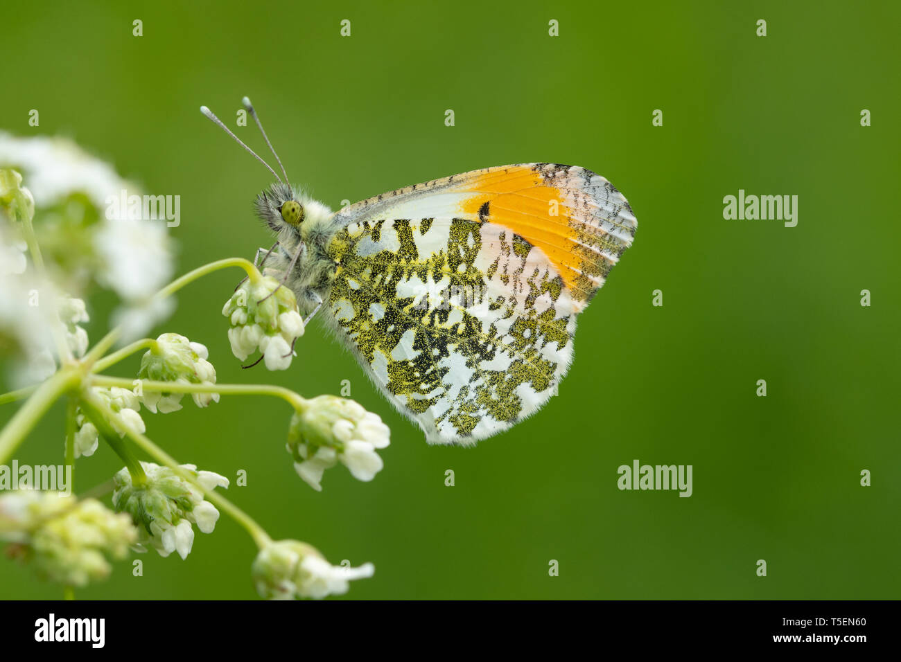 Orange-tip Schmetterling männlich (Anthocharis cardamines) Stockfoto