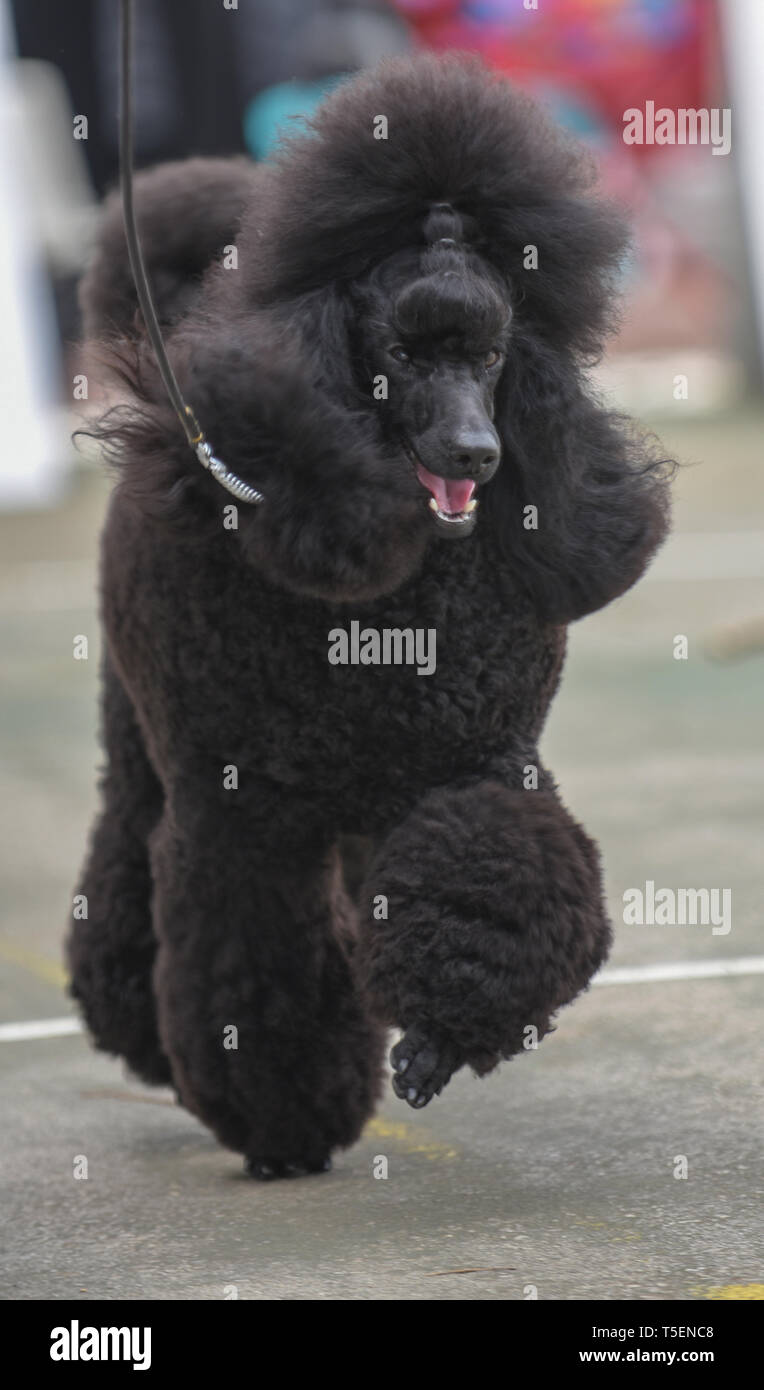 Dog Show Champion Israel, Braun Medium Pudel präsentiert sich auf einer Hundeausstellung. Property Release verfügbar Stockfoto