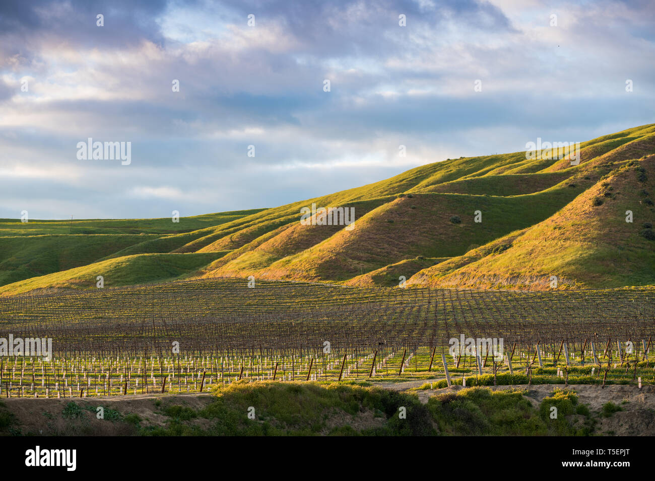 Die untergehende Sonne leuchtet auf einem Weinberg und Grüne grasbewachsene Hügel im goldenen Reflexen - Frühling in Paso Robles Wine Country Stockfoto