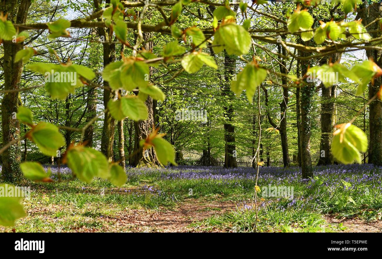 Bluebells unter Frische grüne Buche Blätter Stockfoto