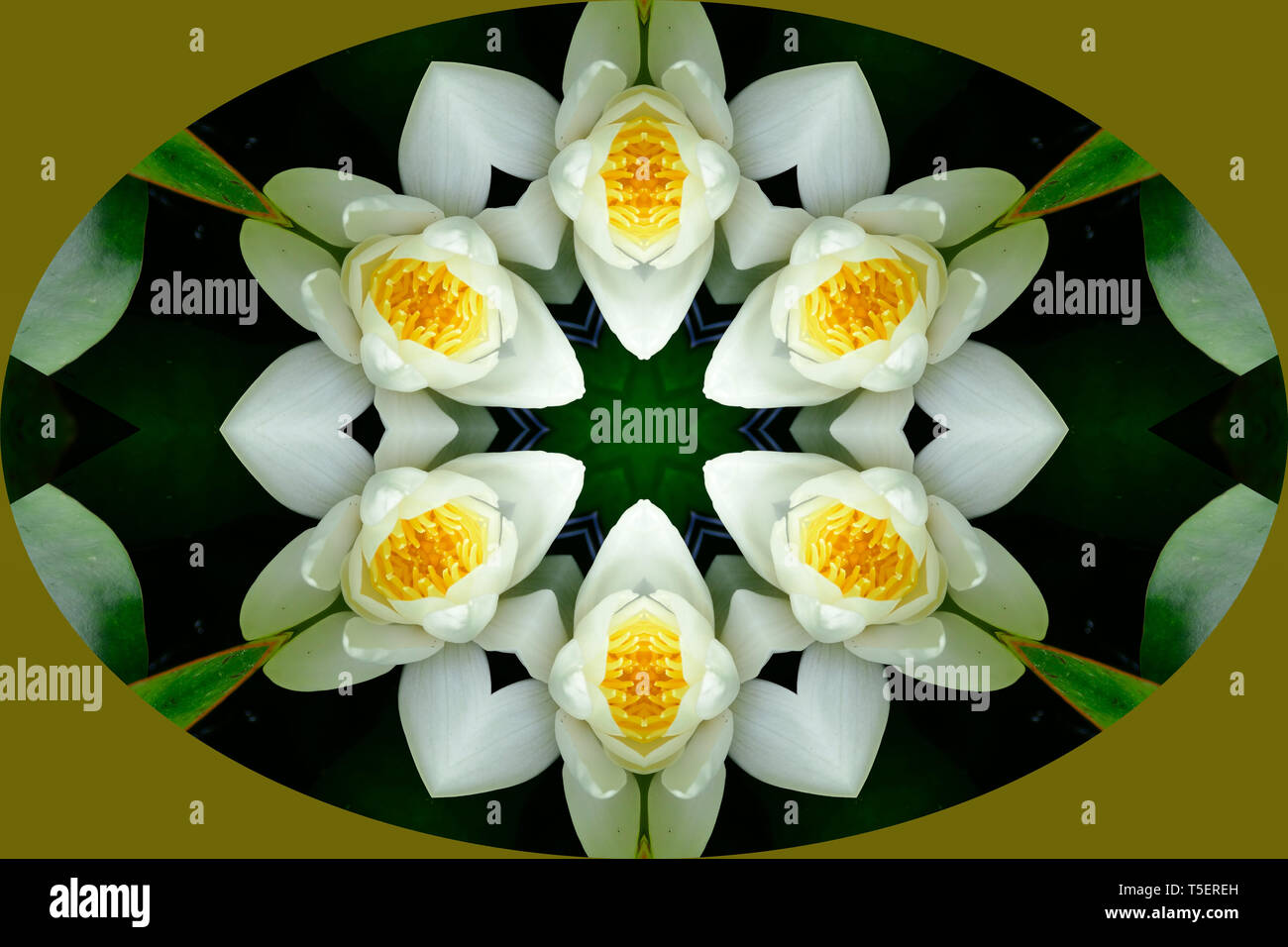 Weiße Seerose Blüte gespiegelt versechsfacht in ovaler Form Stockfoto
