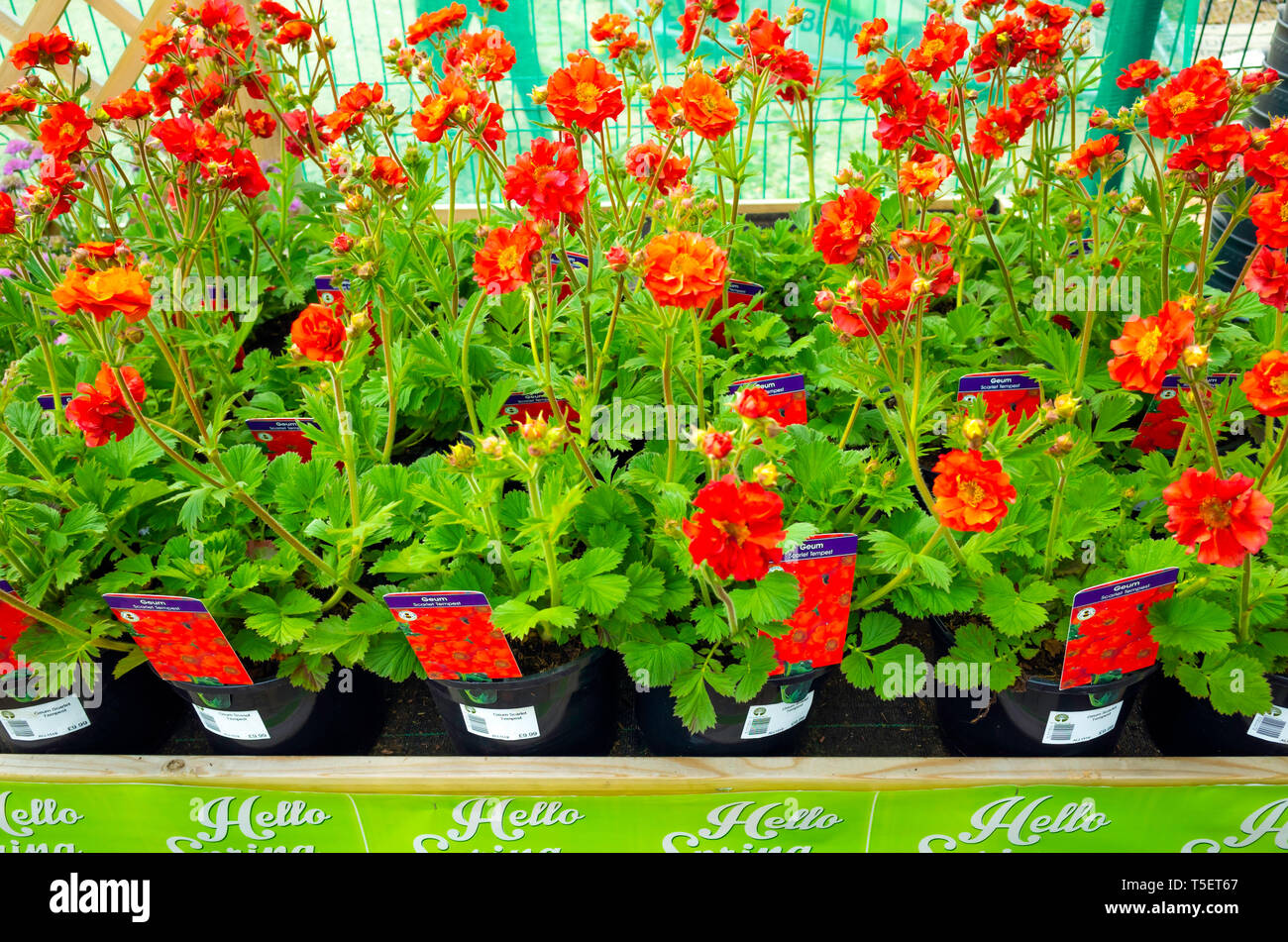 Garten Center Anzeige der junge Blume Pflanzen im zeitigen Frühjahr, Geum Scarlet Tempest zum Verkauf als Bettzeug Pflanzen, die zum Anpflanzen. Stockfoto