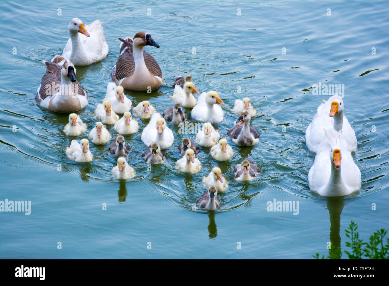 Gans Familie Blue Lake Hintergrund Graugans Stockfoto