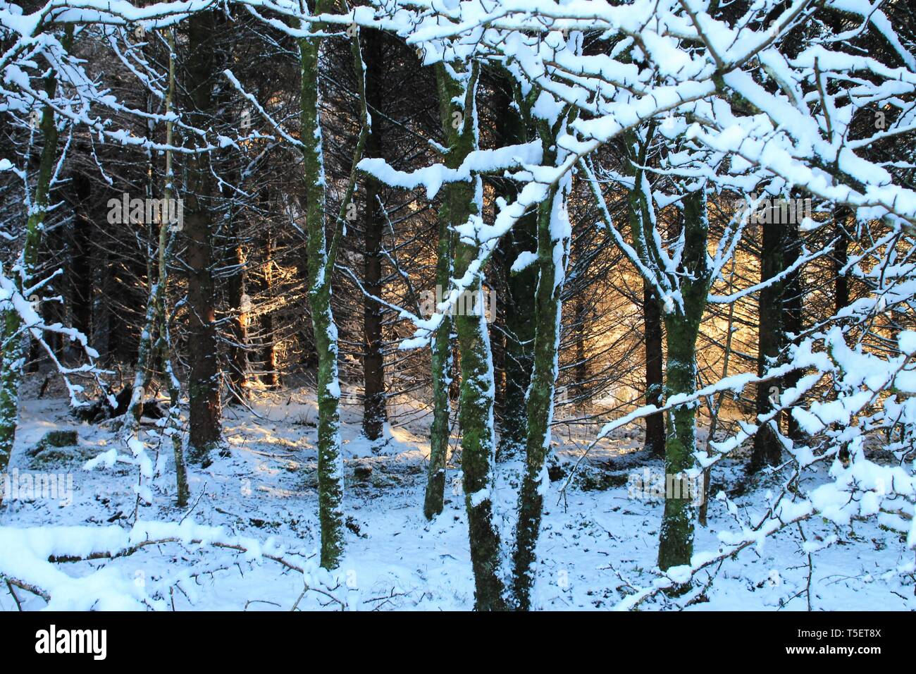 Herrliche Winterlandschaft Stockfoto