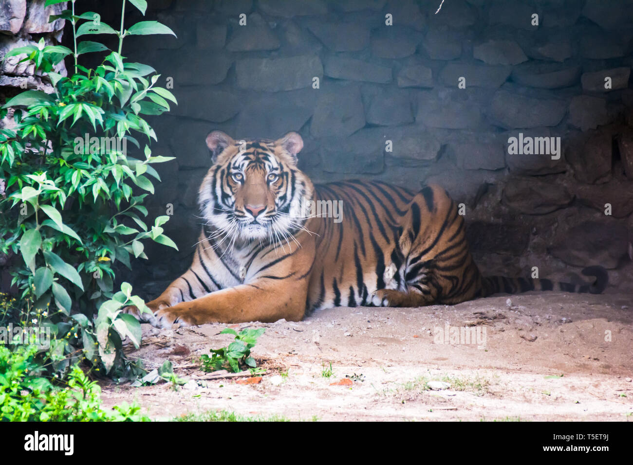 Bengal Tiger Sitzen entspannen Stimmung und Augenkontakt Stockfoto