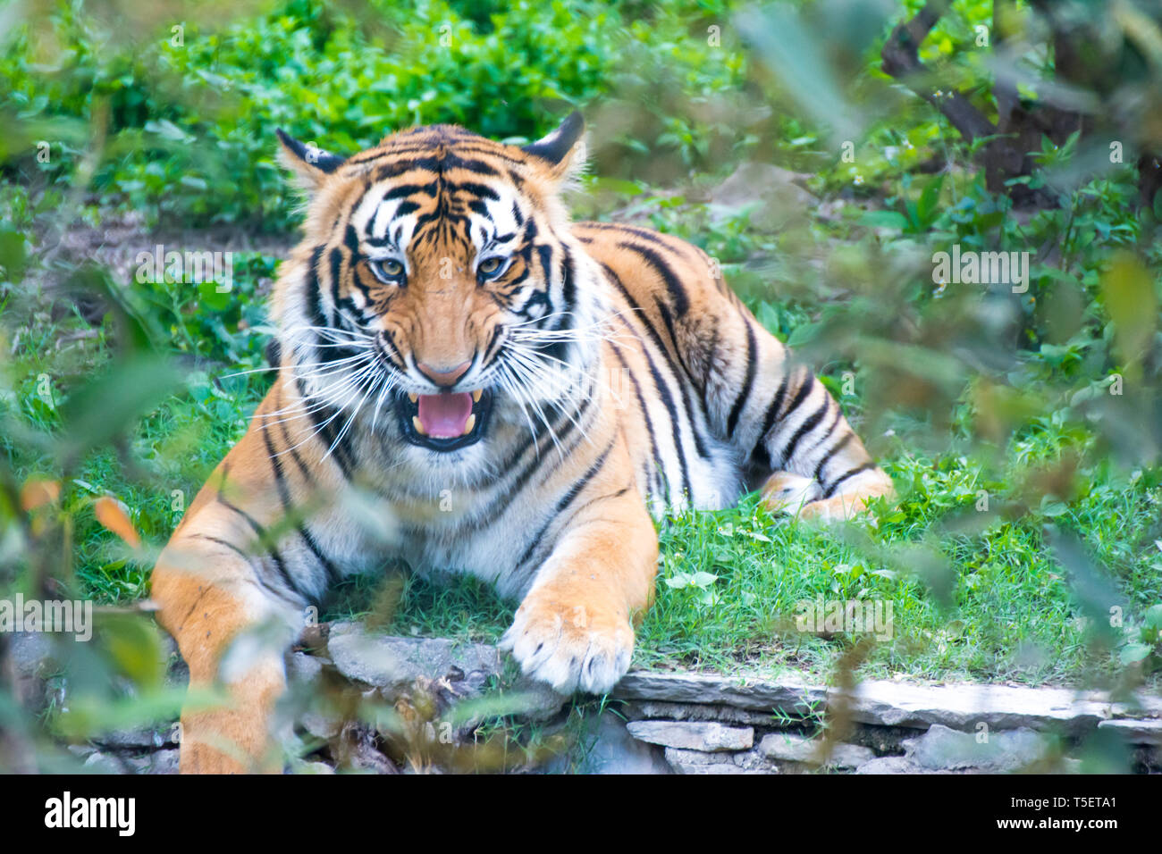 Bengal Tiger sitzen in wütende Stimmung und Augenkontakt Stockfoto