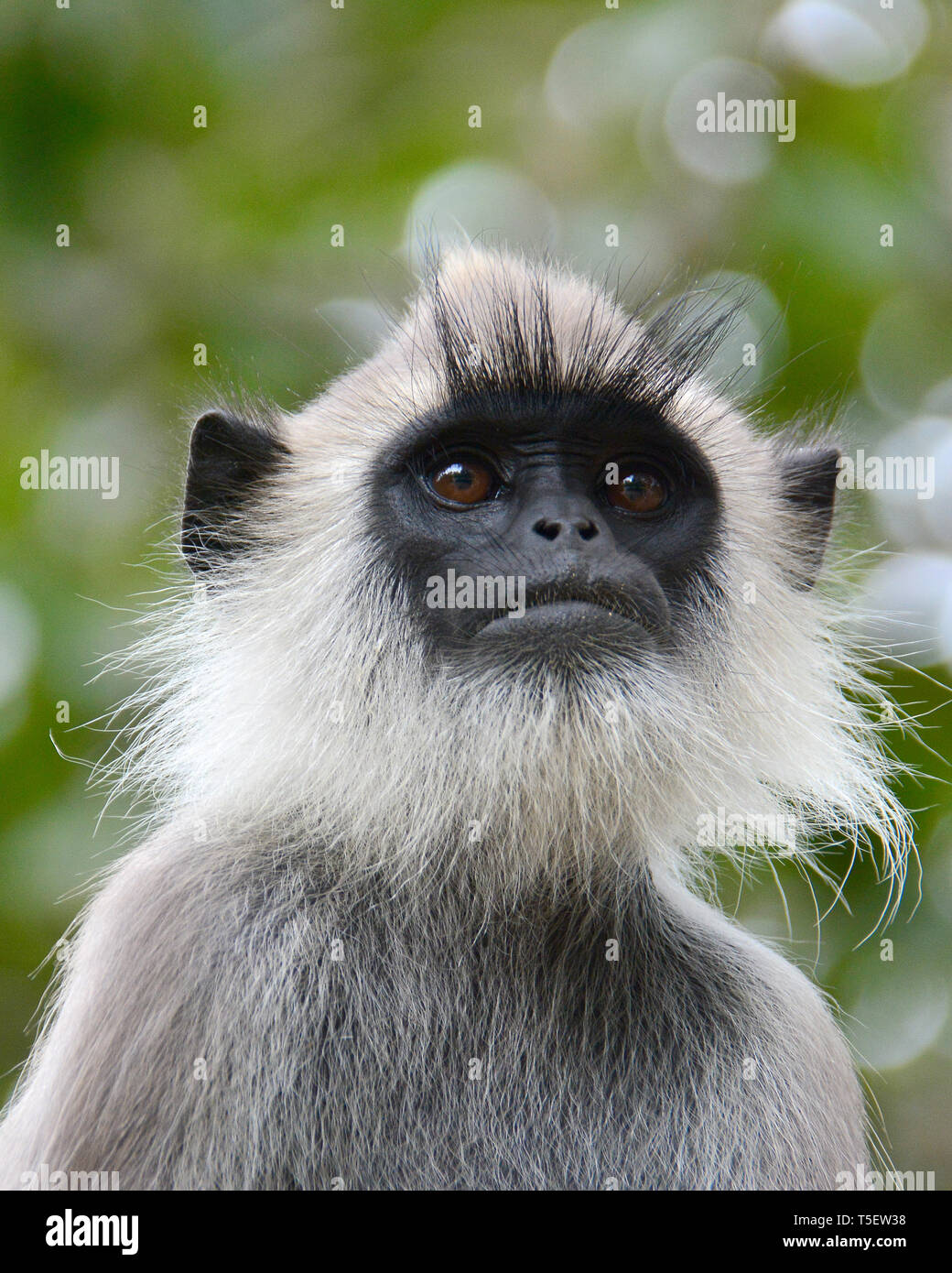 Getuftete grau Langur, Coromandel heilige Langur, Südliche Hanuman-Langur, Semnopithecus priam, déli hulmán, Sri Lanka Stockfoto