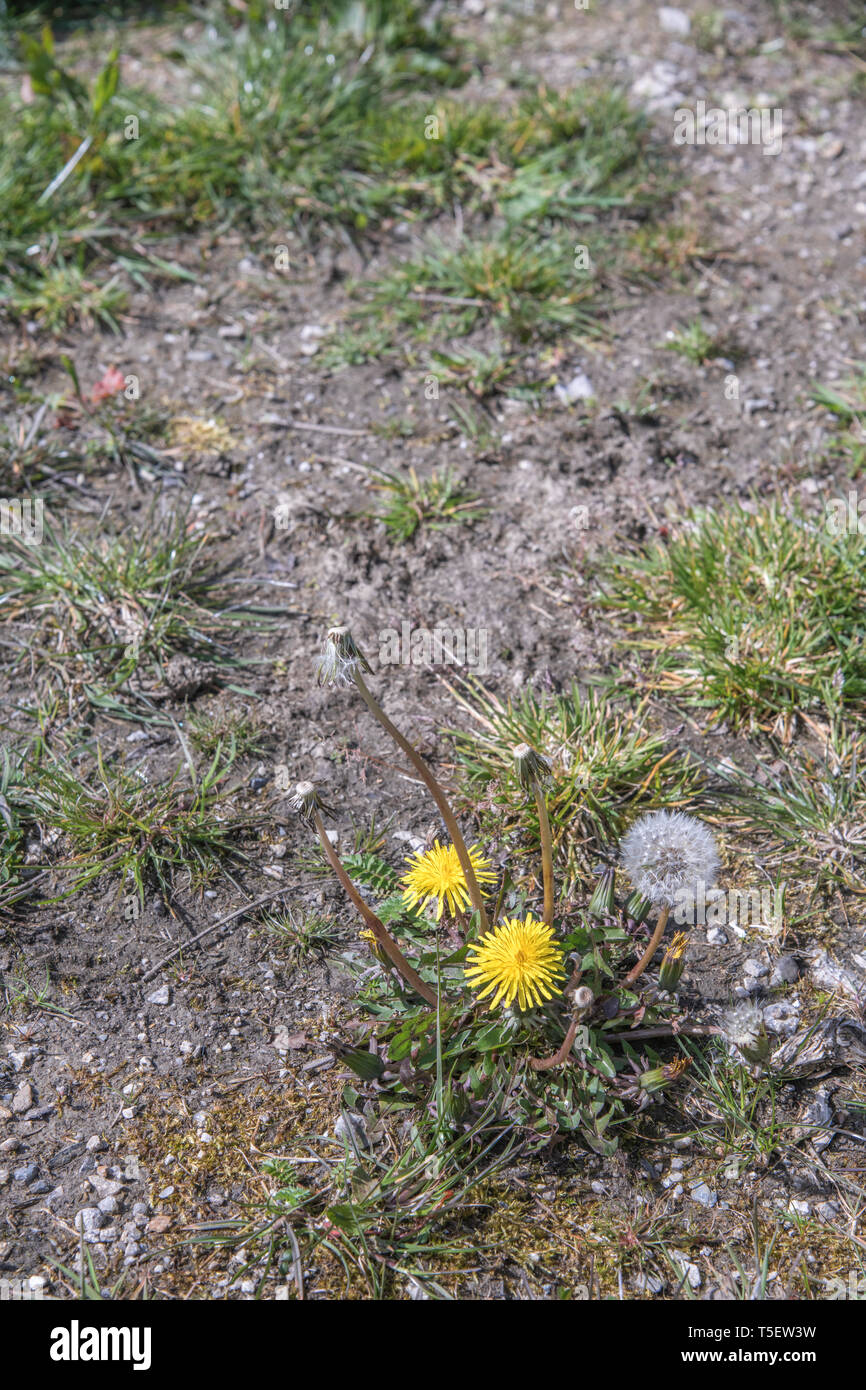 Löwenzahn/Taraxacum officinale in Blüte. Blätter genießbar, hat Essen, Kaffee aus Wurzeln, Marmelade und Wein mit Blumen, Löwenzahn isoliert Stockfoto