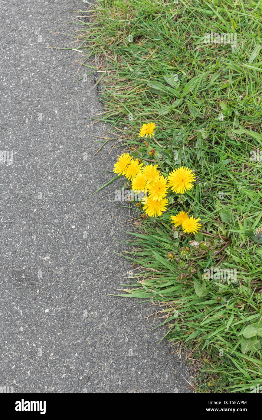Löwenzahn/Taraxacum officinale in der Blüte im Gras. Lässt essbar als Futter, Kaffee aus Wurzeln, Marmelade und Wein, der mit essbaren Blumen zubereitet wird. Stockfoto